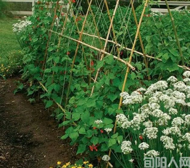 迟子建:年年依旧的菜园(图1) 菜园.jpg