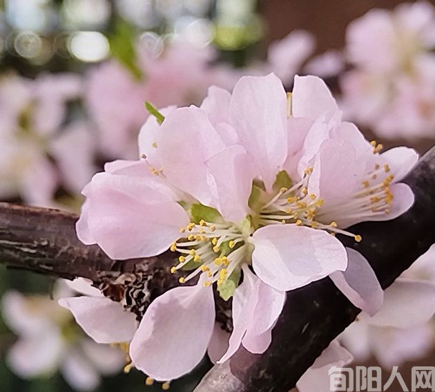 刘承印:清明节赋(图1) 花2.jpg