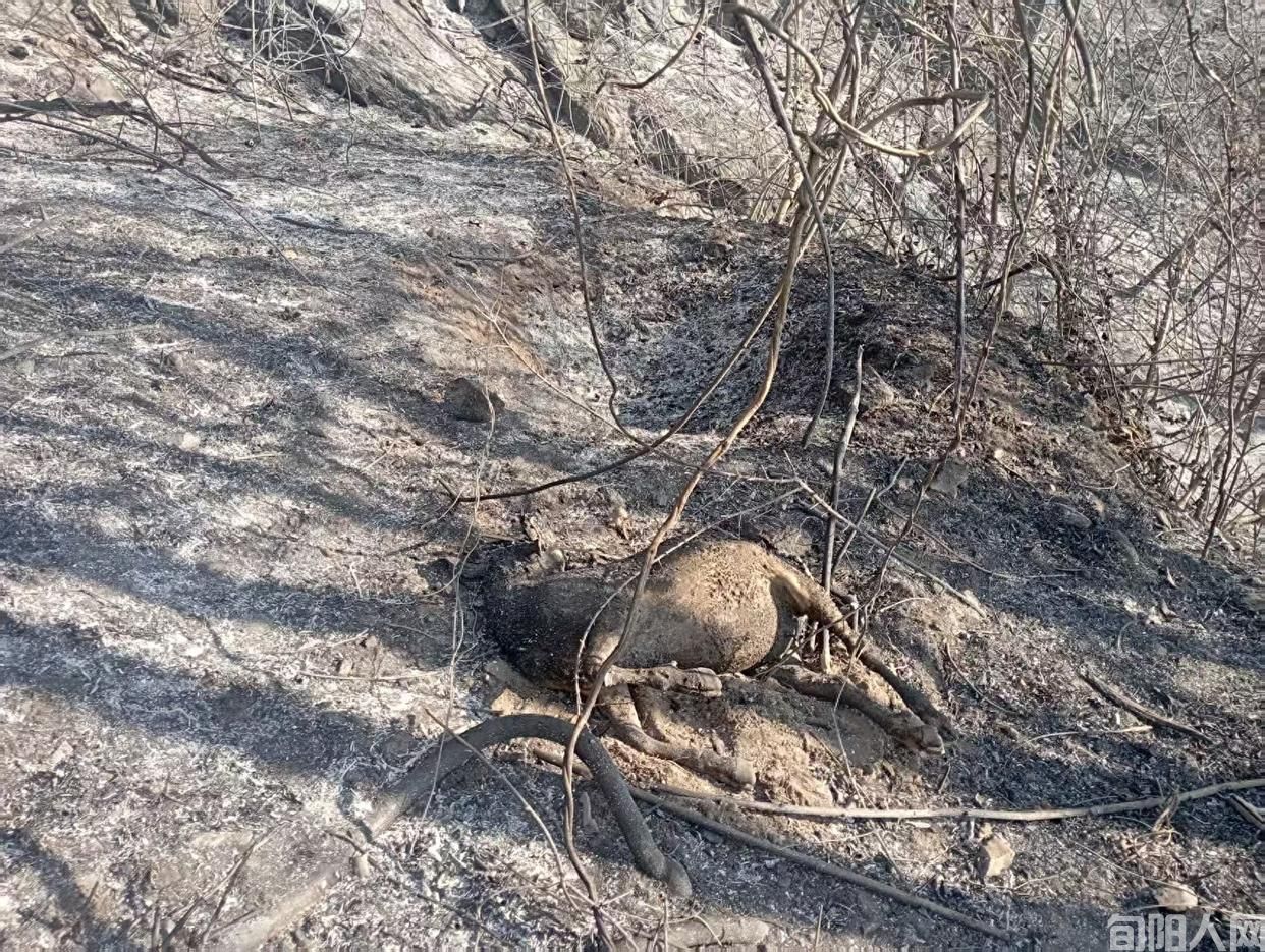 &ldquo;孤寡老人上坟引山火，烧死村民67只羊该咋赔？&rdquo;经两地救助帮扶，妥善解决赔偿问题