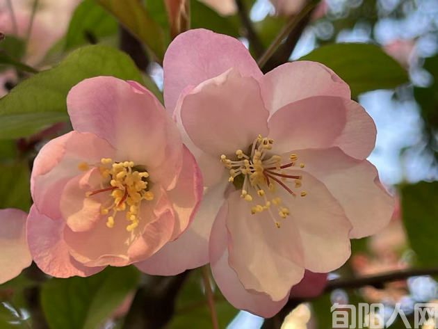 棕杰:四季花语(图1) 花66.jpg