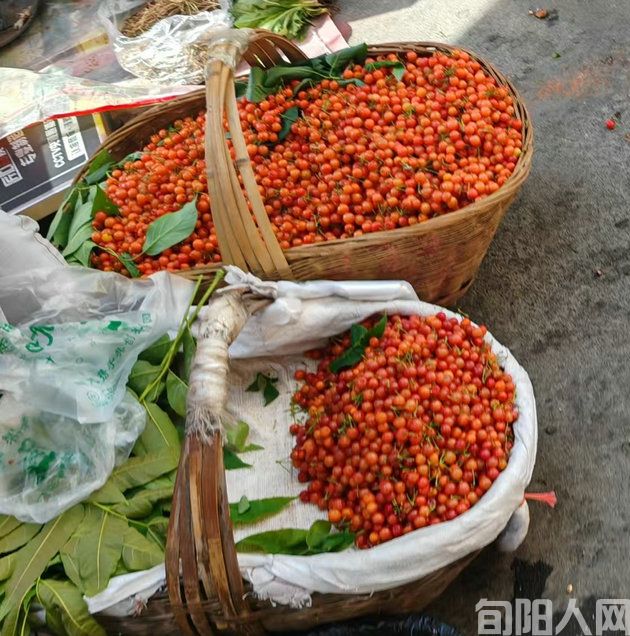 陈羽:又是一年樱桃红(图1) 樱桃.jpg