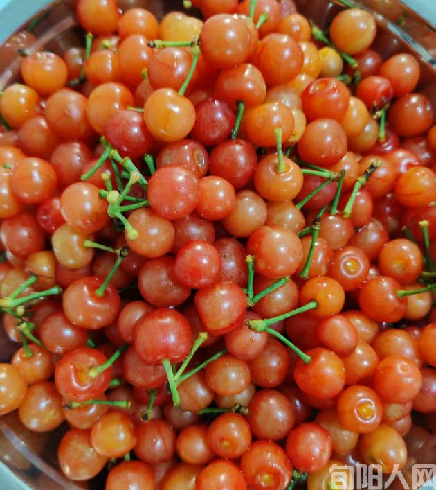 陈羽:又是一年樱桃红(图2) 樱桃2.jpg