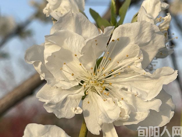 春晓:暮春时光(图1) 花44.jpg