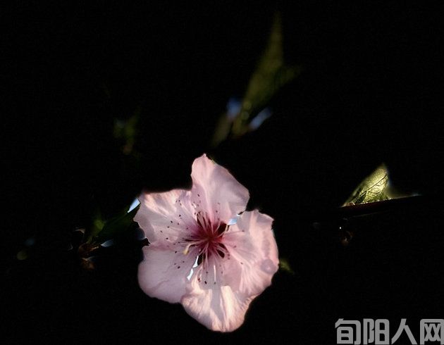 杨树森:初夏的味道(诗歌) (图1) 花55.jpg