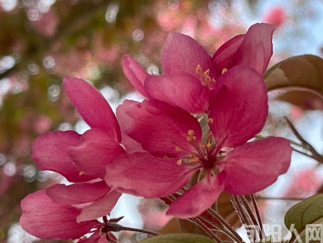 无题 文/李明清(图2) 梅花.jpg