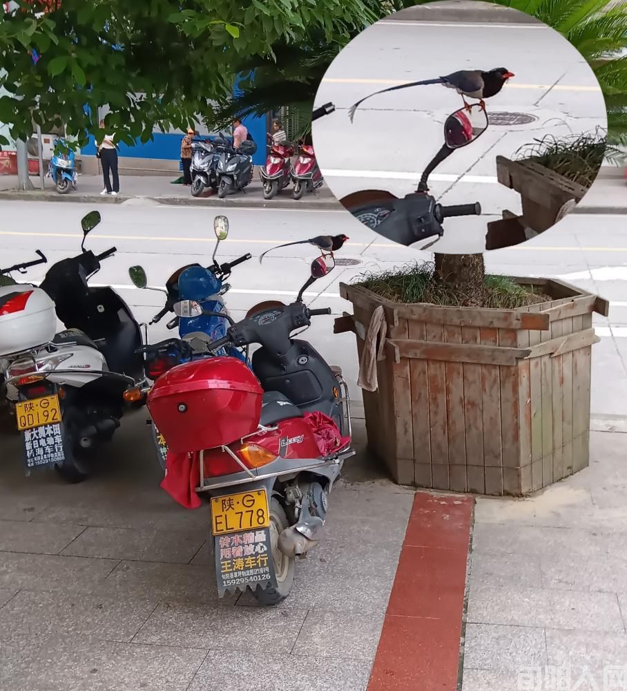 一大早就看见喜鹊立车头，见着好运