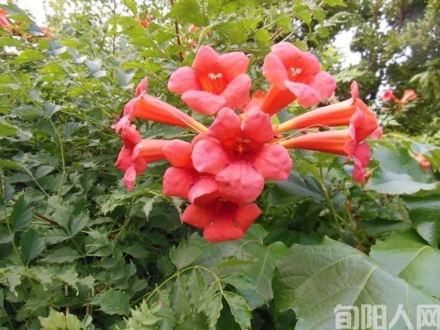 凌霄花文杨进编(图1) f73bcbb0e9ec4f8b9e2844eaae9d2ad6.jpeg