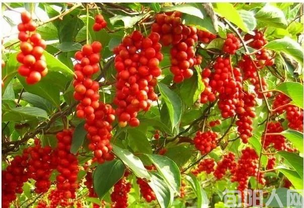 家乡的五味子(图1) mmexport1688465305763.jpg