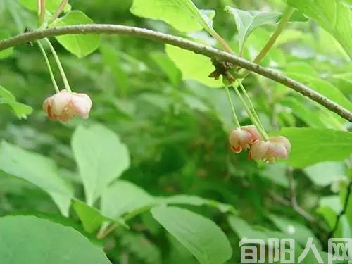 家乡的五味子(图2) mmexport1688465299724.jpg