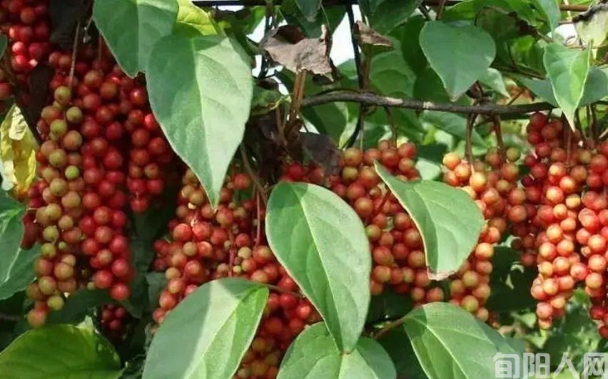 家乡的五味子(图4) mmexport1688465289544.jpg