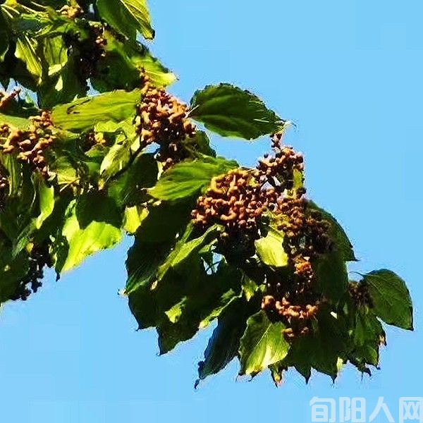 拐枣之乡(图1) images (5).jpg