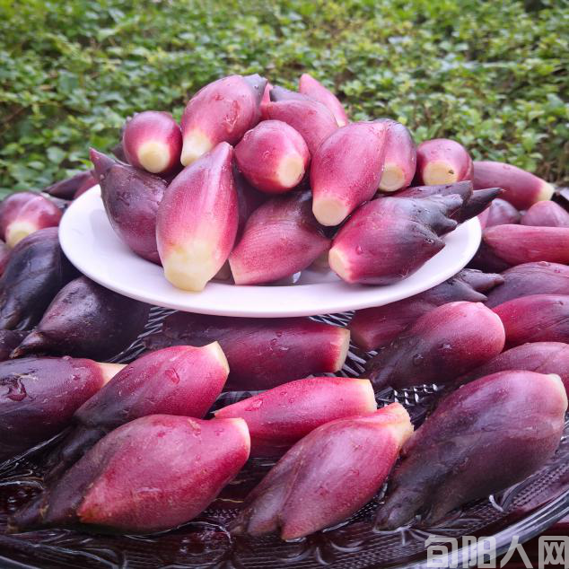 洋荷姜《杨进编》(图1) 2020061110463287511.png