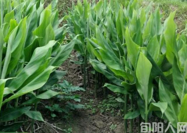 洋荷姜《杨进编》(图2) 016685e70f8241e7b48dc5aefab30e07.jpeg