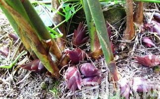 洋荷姜《杨进编》(图3) b35a9d65b336ac85463f4a9c9da53fe2.jpg